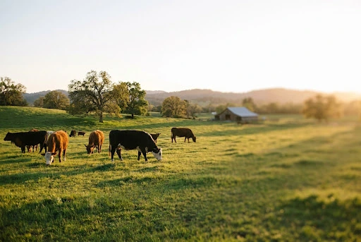 Cows grazing on an open green pasture at sunset